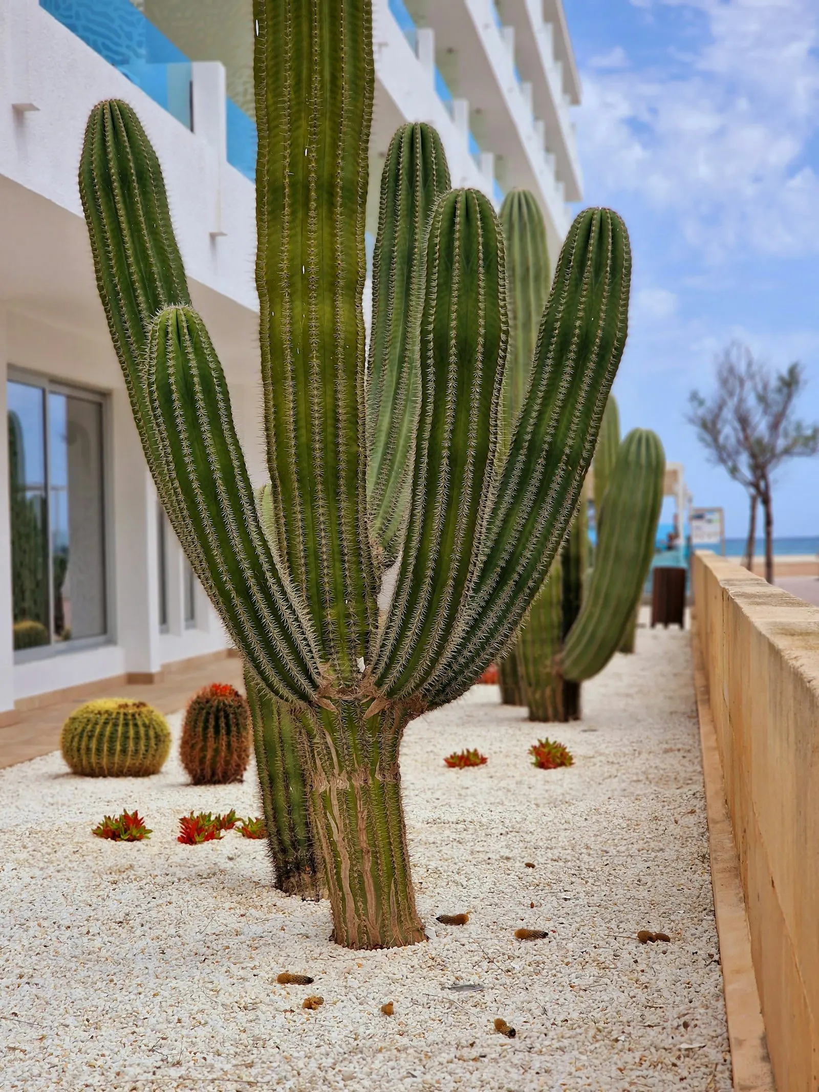 Walkway through a desert garden bordered by saguaro and barrel cacti.
