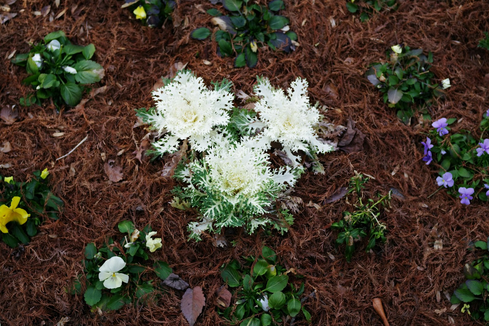 Front-yard flower bed with annuals over fresh hardwood mulch.