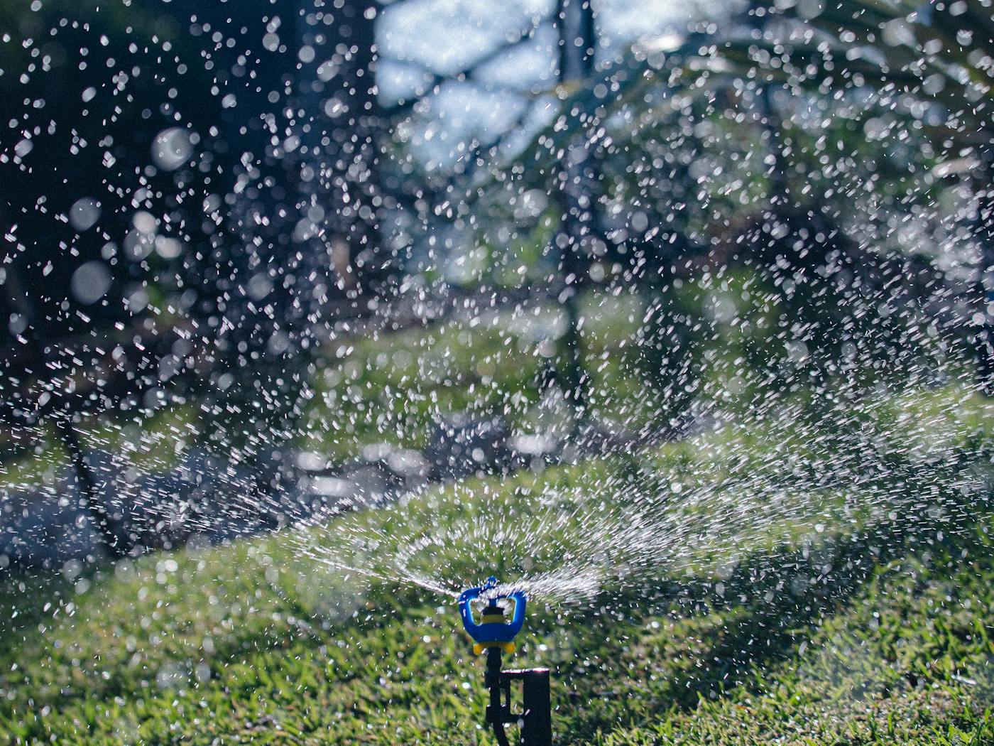 Pop-up sprinkler arc over a Bermuda lawn.