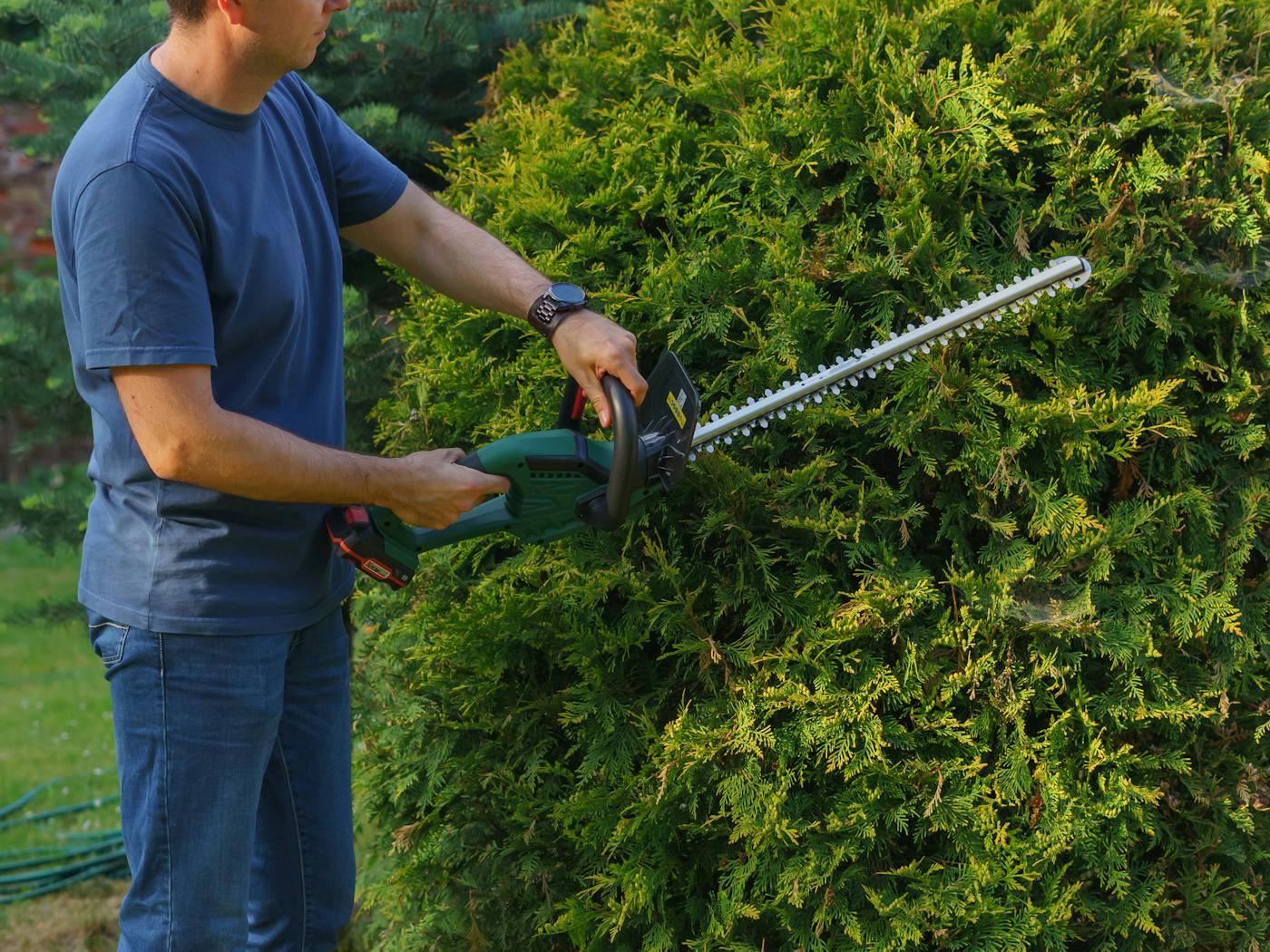 Shaped boxwood hedges along a residential walkway.