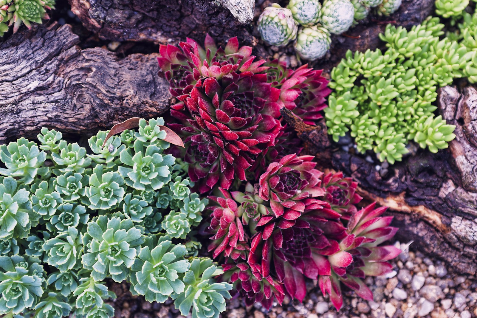 Succulent bed with agave and bark mulch in a desert-front yard.