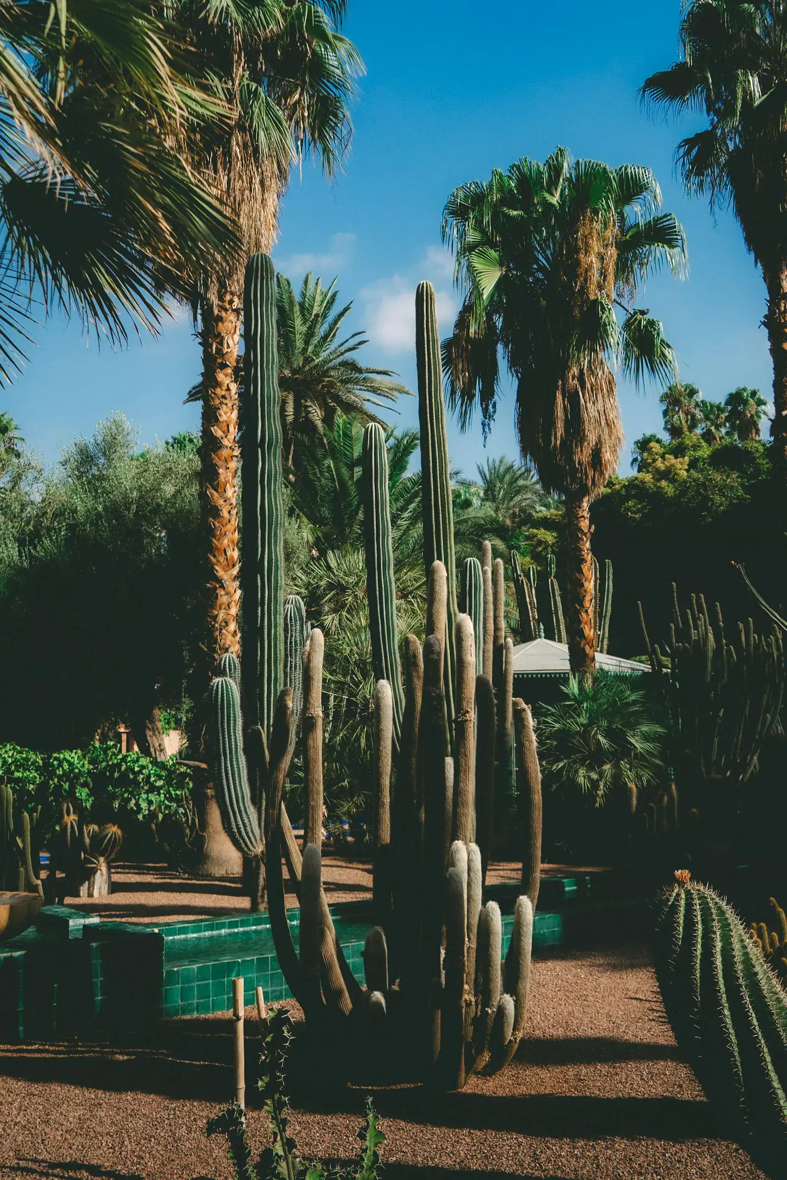 Xeriscape with tall cacti and palm trees fronting a Mesa-style home.